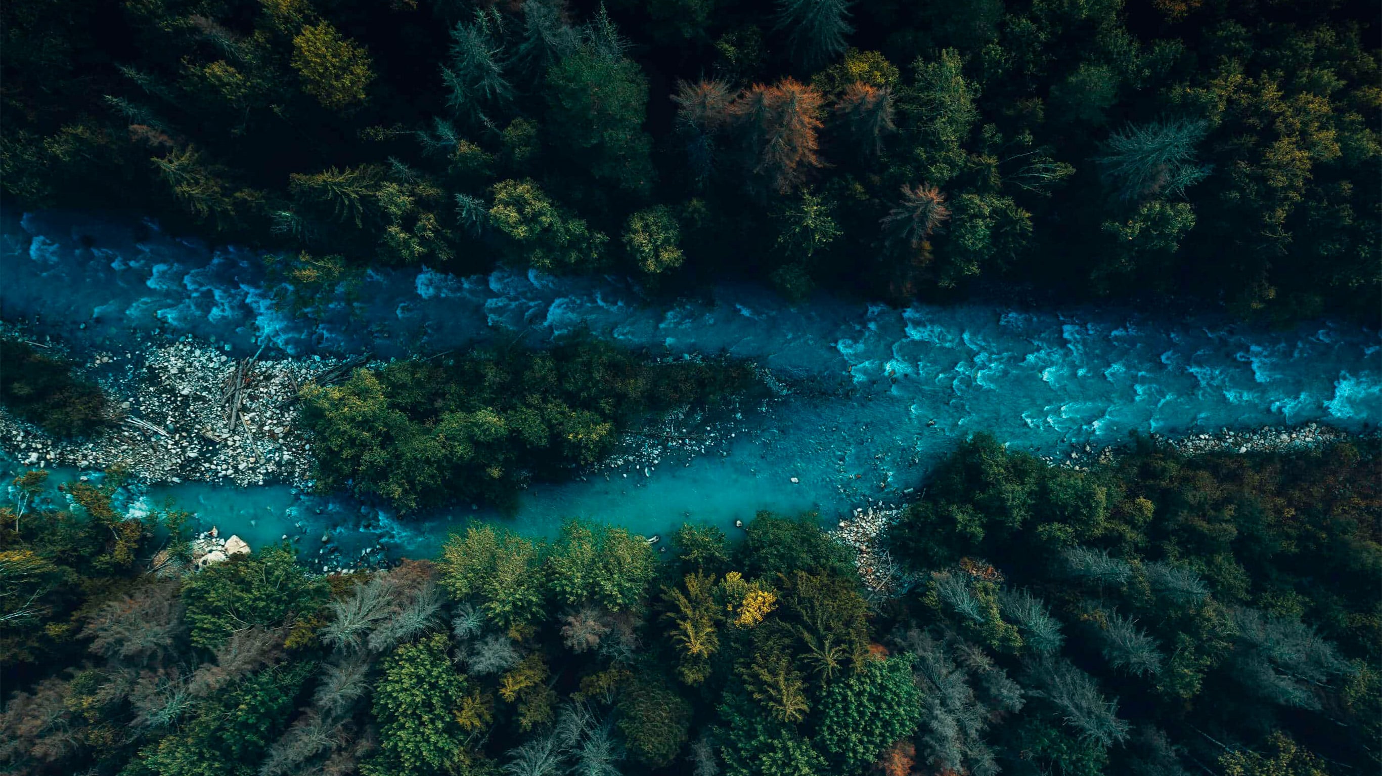 Forest landscape representing advanced split dollar life insurance planning and long-term wealth transfer strategies.